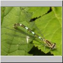 Coenagrion puella - Hufeisen-Azurjungfer Variante w04  keine pulchellum.jpg.jpg